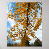 イエローイチョウの葉写真写真 ポスター (正面)