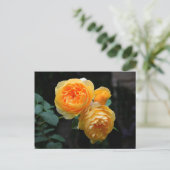 イエローイングリッシュバラ ポストカード (スタンド正面)