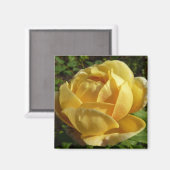 イエローイングリッシュバラ マグネット (正面/裏面)