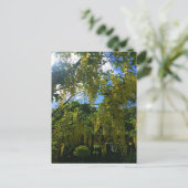 イエローウィステリア ポストカード (スタンド正面)