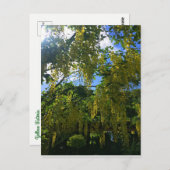 イエローウィステリア ポストカード (正面/裏面)