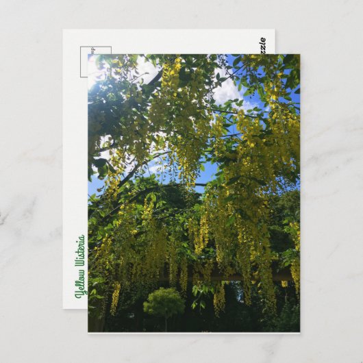 イエローウィステリア ポストカード (正面/裏面)