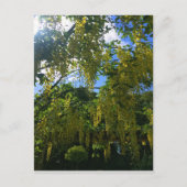 イエローウィステリア ポストカード (正面)