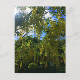 イエローウィステリア ポストカード