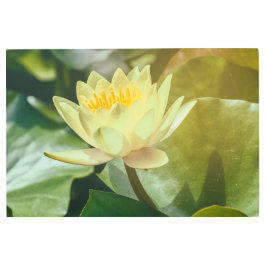 イエローウォーターリリー メタルプリント