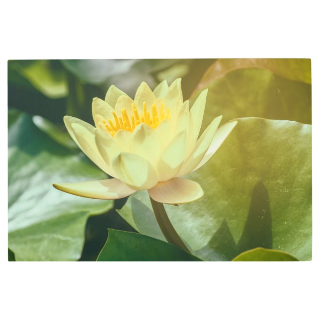 イエローウォーターリリー メタルプリント (正面)