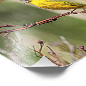 イエローウォーブラー歌 フォトプリント (角)