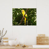 イエローオウム ポスター (キッチン)