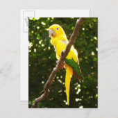 イエローオウム ポストカード (正面/裏面)