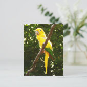 イエローオウム ポストカード (スタンド正面)
