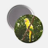 イエローオウム マグネット (正面/裏面)