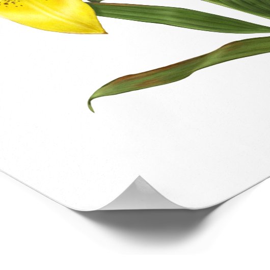 イエローオリエンタルリリーオリジナルアートプリント ポスター (角)