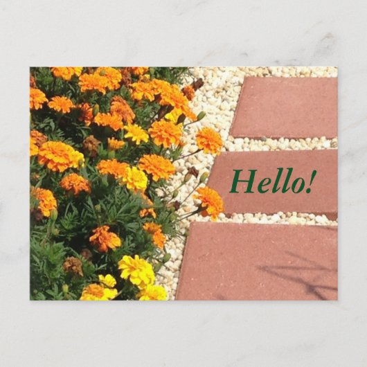 イエローオレンジのマリゴールドの花はがき ポストカード (正面)