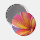 イエローオレンジ深いピンクトロピカルプルメリアフラワー マグネット (正面/裏面)