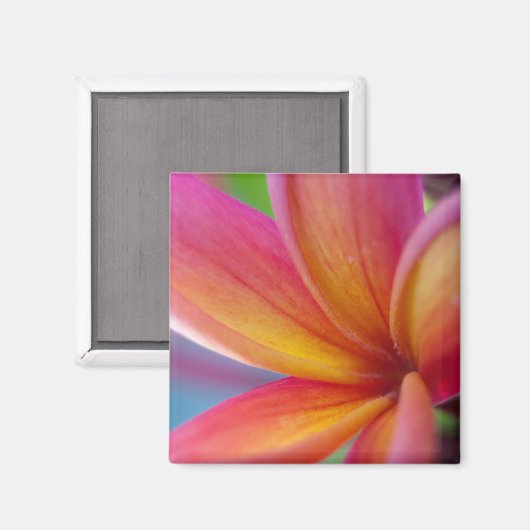 イエローオレンジ深いピンクトロピカルプルメリアフラワー マグネット (正面/裏面)