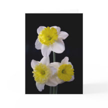 イエローオンホワイトダッフォディル母の日