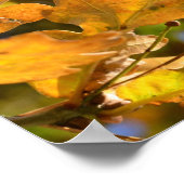 イエローオーク葉ポスター ポスター (角)