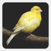 イエローカナリア スクエアシール (正面)