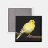 イエローカナリア マグネット (正面/裏面)