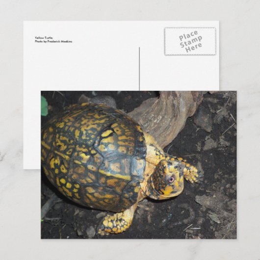 イエローカメ ポストカード (正面/裏面)