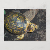 イエローカメ ポストカード (正面)