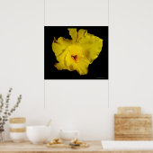 イエローカンナカンナユリの花の写真 ポスター (キッチン)