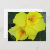 イエローカンナカンナユリの花の写真 ポストカード (正面/裏面)