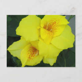 イエローカンナカンナユリの花の写真 ポストカード
