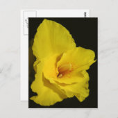 イエローカンナカンナユリの花の写真 ポストカード (正面/裏面)