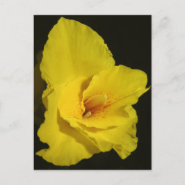イエローカンナカンナユリの花の写真 ポストカード