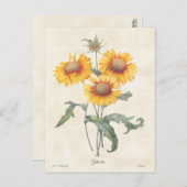 イエローガイラルディアヴィンテージ植物学イラストレーション ポストカード (正面/裏面)