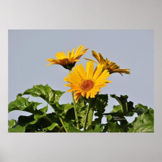 イエローガーベラデイジーポスター ポスター (正面)