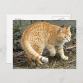 イエローキャットポーズ ポストカード (正面/裏面)