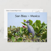 イエロークラウンナイトサギンはがき ポストカード (正面/裏面)