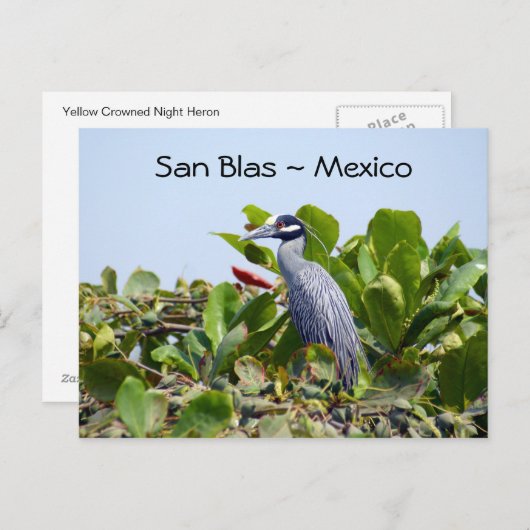 イエロークラウンナイトサギンはがき ポストカード (正面/裏面)