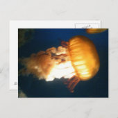 イエロークラゲ ポストカード (正面/裏面)