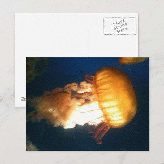 イエロークラゲ ポストカード (正面/裏面)