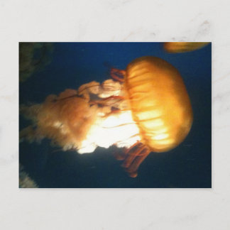 イエロークラゲ ポストカード