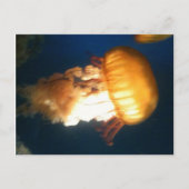 イエロークラゲ ポストカード (正面)