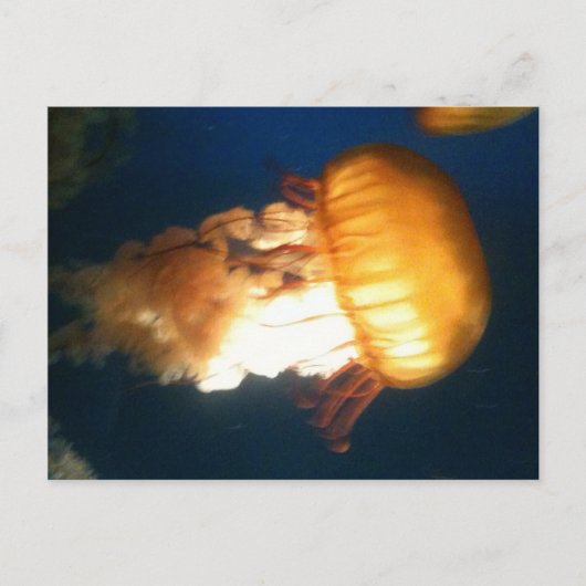 イエロークラゲ ポストカード (正面)