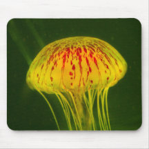 イエロークラゲ