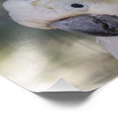 イエロークレステッドコカトープリント フォトプリント            (角)