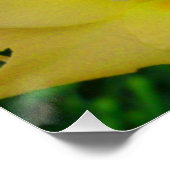 イエローグラディオラポスター ポスター (コーナー)