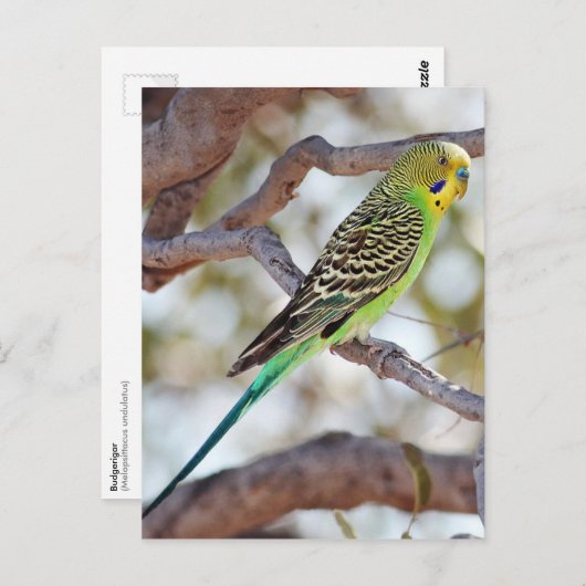 イエローグリーンのブダジェリガー ポストカード (正面/裏面)