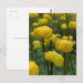 イエローグローブフラワーポストカード ポストカード (正面/裏面)