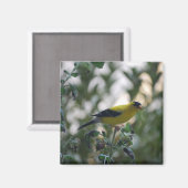 イエローゴールドフィンチ磁石 マグネット (正面/裏面)