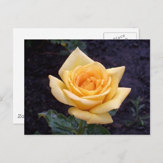 イエローサマーバラはがき ポストカード (正面/裏面)