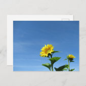 イエローサンフラワー&ブルースカイ ポストカード (正面/裏面)