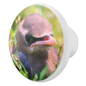 イエローシダーワックスウィングフレドルリングバード   セラミックノブ (右)