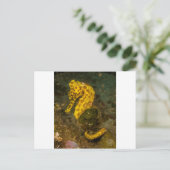 イエローシーホース ポストカード (スタンド正面)